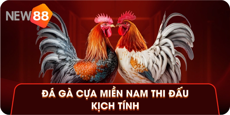 Đá gà cựa miền Nam thi đấu kịch tính