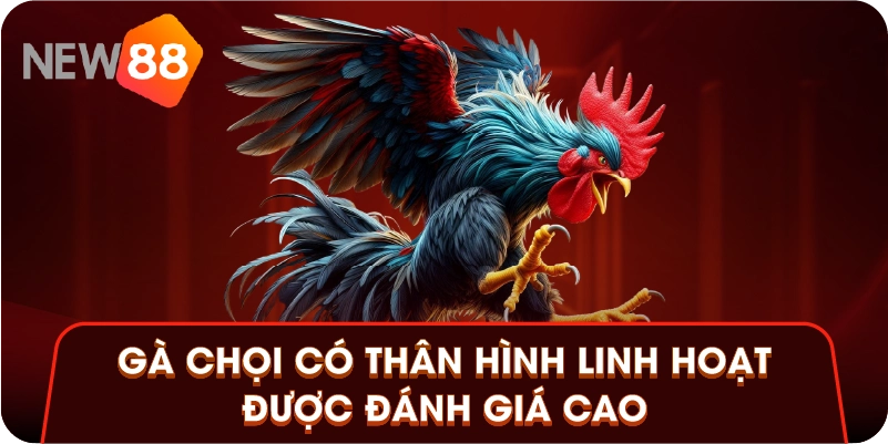 Gà chọi có thân hình linh hoạt được đánh giá cao