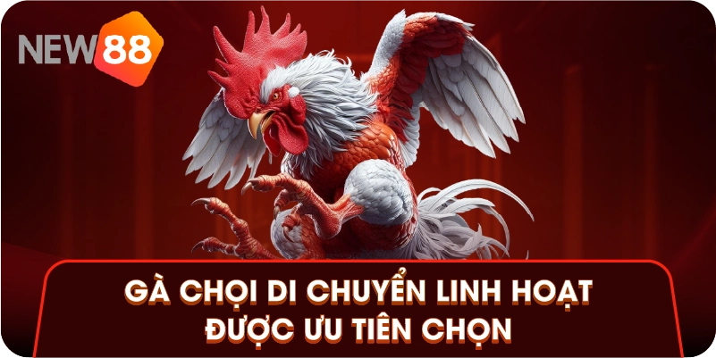 Gà chọi di chuyển linh hoạt được ưu tiên chọn