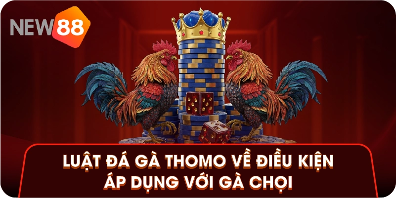 Luật đá gà Thomo về điều kiện áp dụng với gà chọi