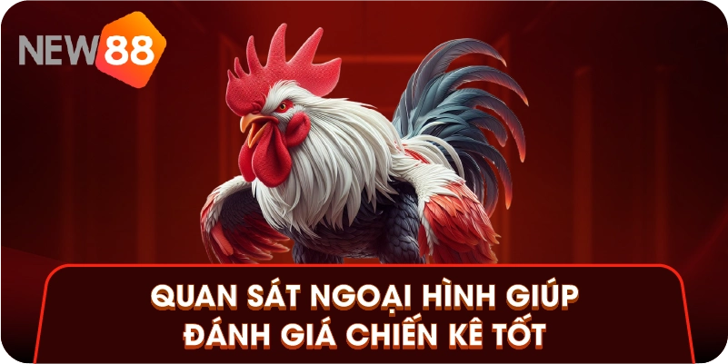 Quan sát ngoại hình giúp đánh giá chiến kê tốt